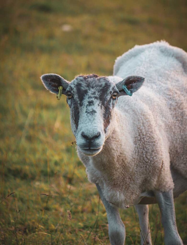 aserpjustren - mouton mascotte